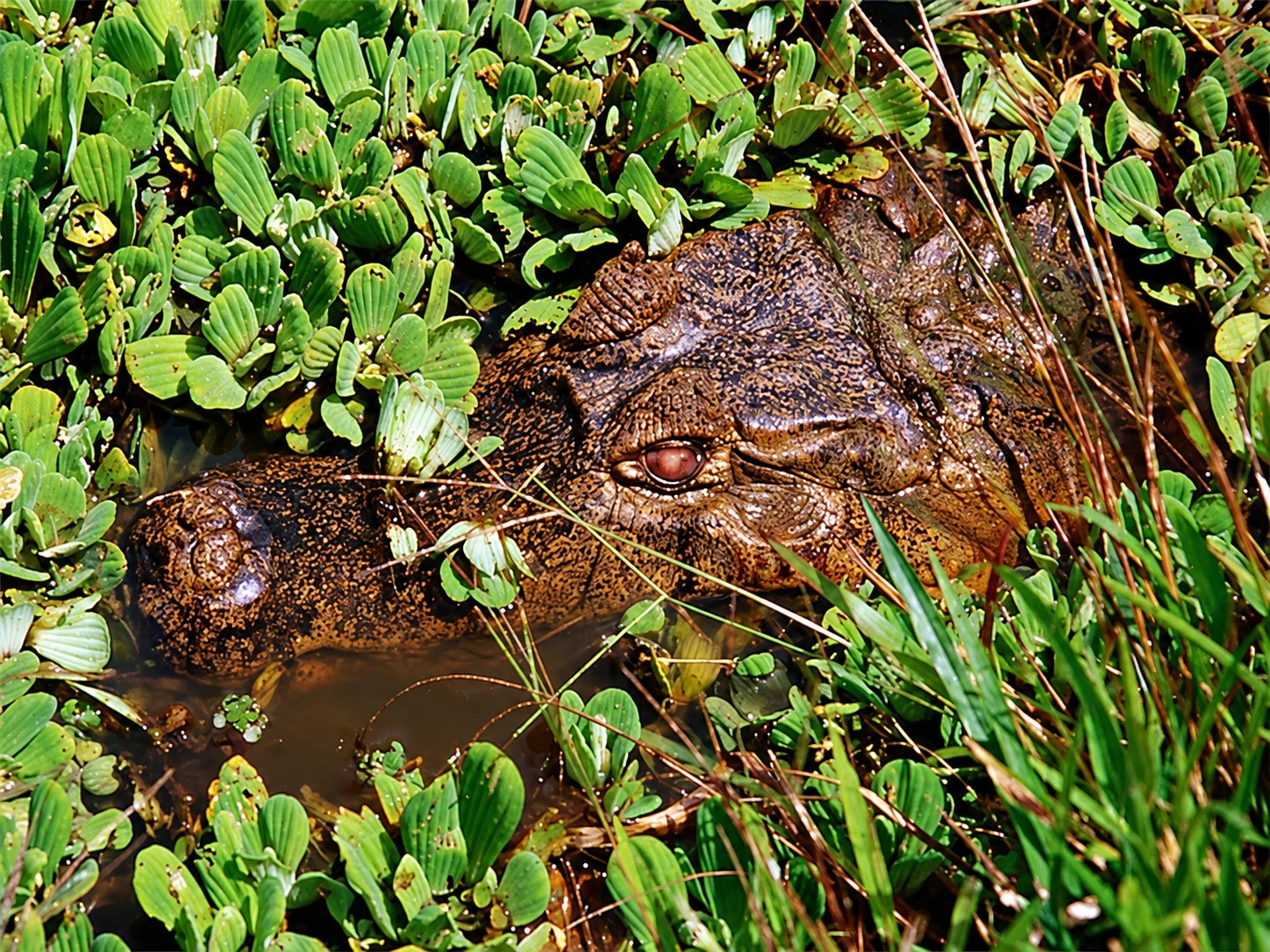 Голова крокодила среди водных растений, Лос-Льянос, Венесуэла